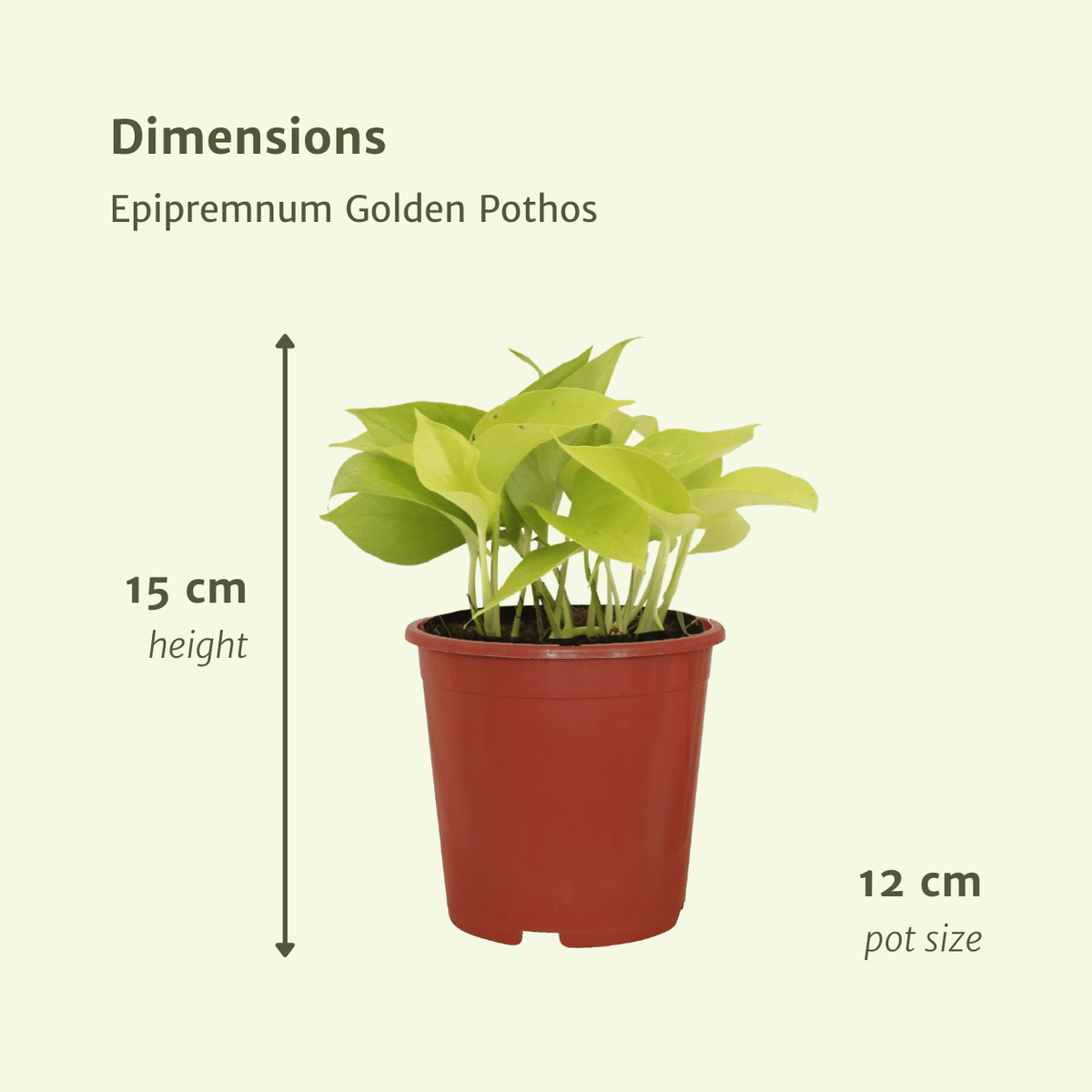 4× Scindapsus (Epipremnum) – Ø12 cm, 15 cm høj