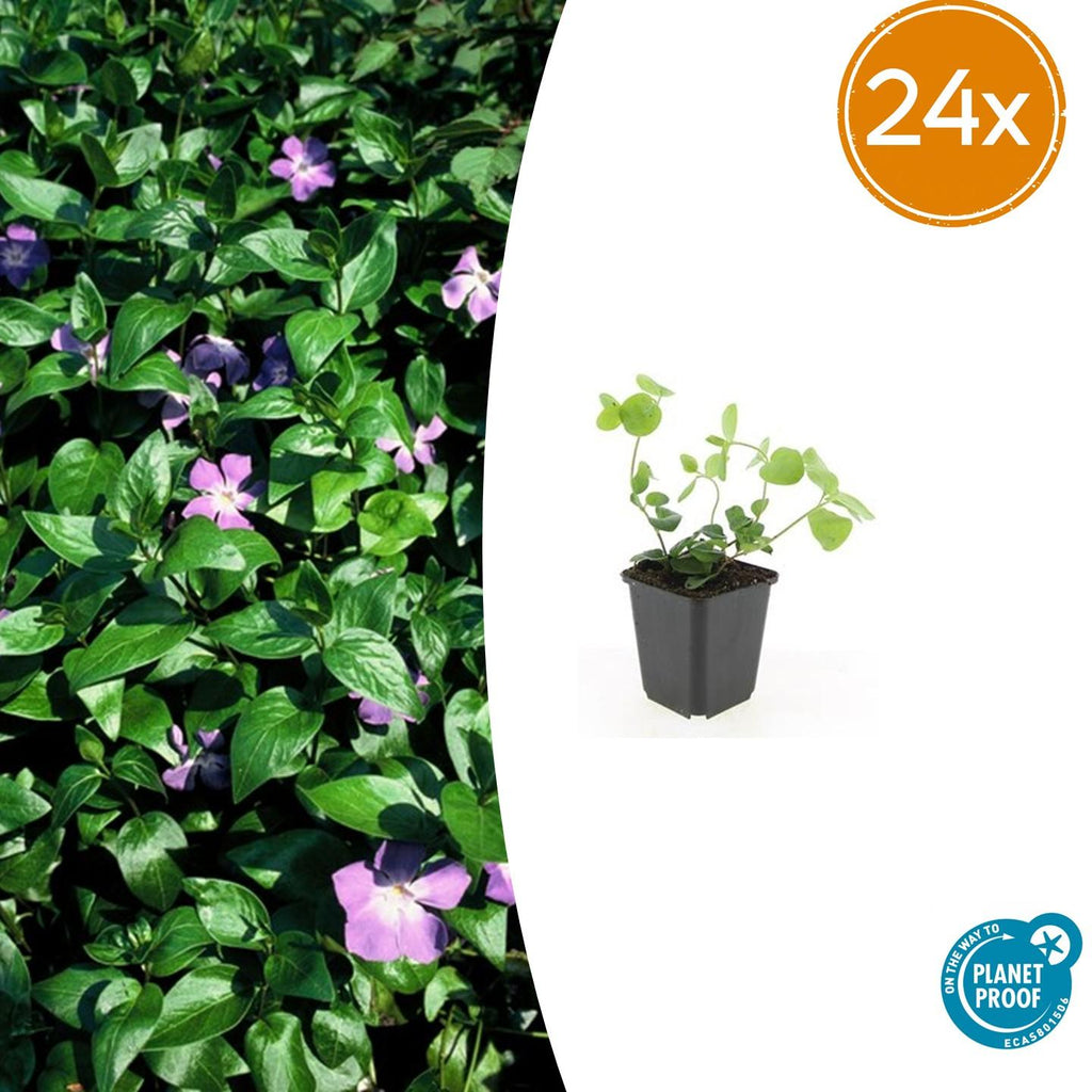 Vinca major (Gewöhnlicher Efeutute) – 24 Pflanzen, Ø9 cm, 10–25 cm hoch – Bild 2