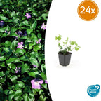 Vinca major (Gewöhnlicher Efeutute) – 24 Pflanzen, Ø9 cm, 10–25 cm hoch