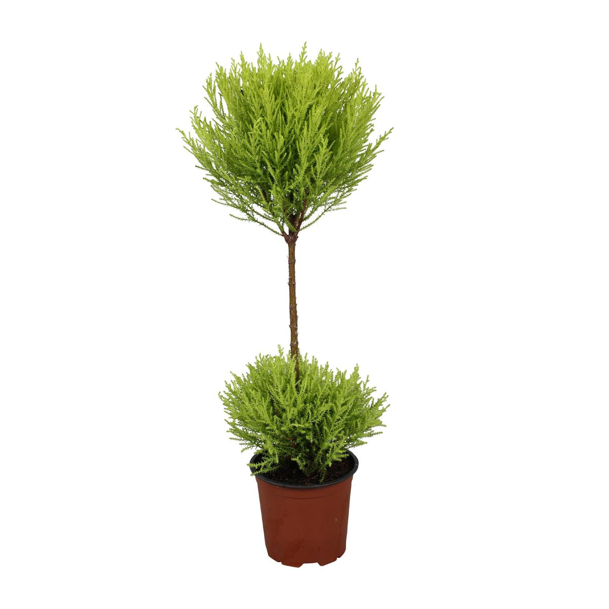 Cupressus Goldcrest Wilma (cyprès d'intérieur) – Ø14 cm, 60 cm de haut