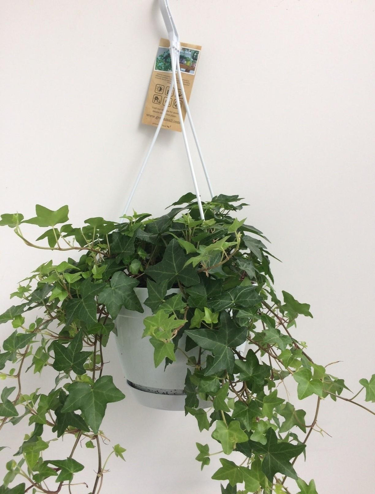 Hedera Helix Groen (klimop) – Ø17 cm