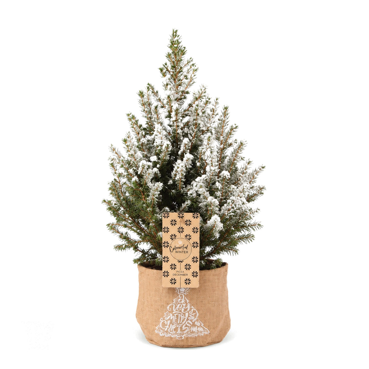 Picea glauca Conica (petit sapin de Noël) en toile de jute – Ø17 cm, 65 cm de haut – blanc