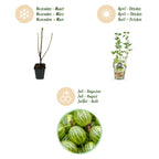 Ribes uva-crispa 'Hinnonmaki Grun' (ribes noir) – 6 plants, Ø9 cm, 35 cm de haut