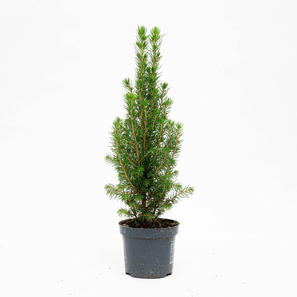 Chamaecyparis (petit sapin de Noël) – Ø9 cm