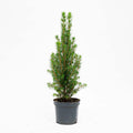 Chamaecyparis (petit sapin de Noël) – Ø9 cm
