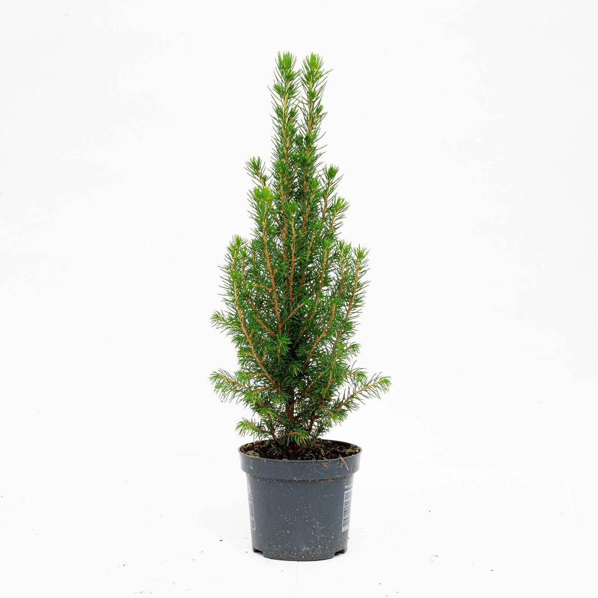Chamaecyparis (petit sapin de Noël) – Ø9 cm