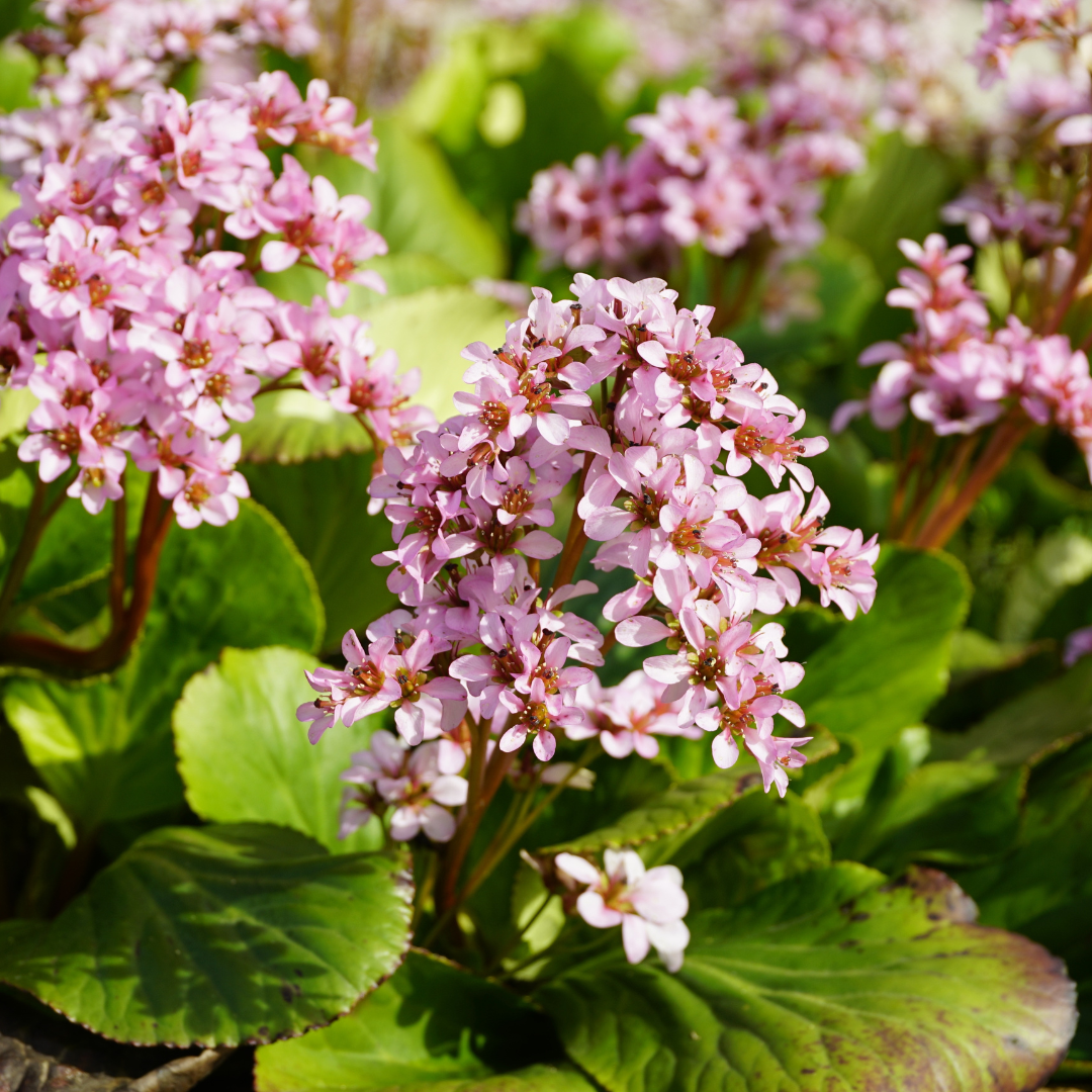 Bergenia cordifolia (schoenlappersplant) – 48 planten, Ø9 cm, 10–25 cm hoog