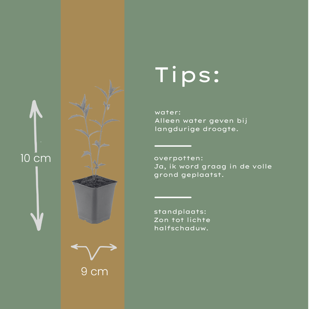 Kalimeris incisa 'Blue Star' (japansk asters) – 6 planter, Ø9 cm, 10–25 cm høje – billede 6