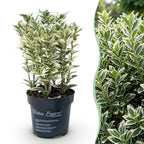 Euonymus japonicus 'White Spire' (osmanthus du Japon) – blanc – 16 plants, Ø9 cm, 20–30 cm de haut