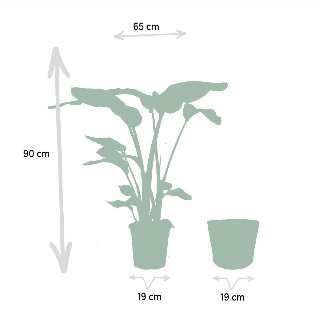 Strelitzia nicolai (Monstera) med kurv selin – Ø19 cm, 85 cm høj