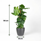 Monstera deliciosa (gatenplant) in Potter-sierpot grijs – Ø19 cm, 90 cm hoog