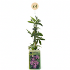 Passiflora 'Lavender Lady' (passiebloem) – paars – 4 planten, Ø9 cm, 35 cm hoog