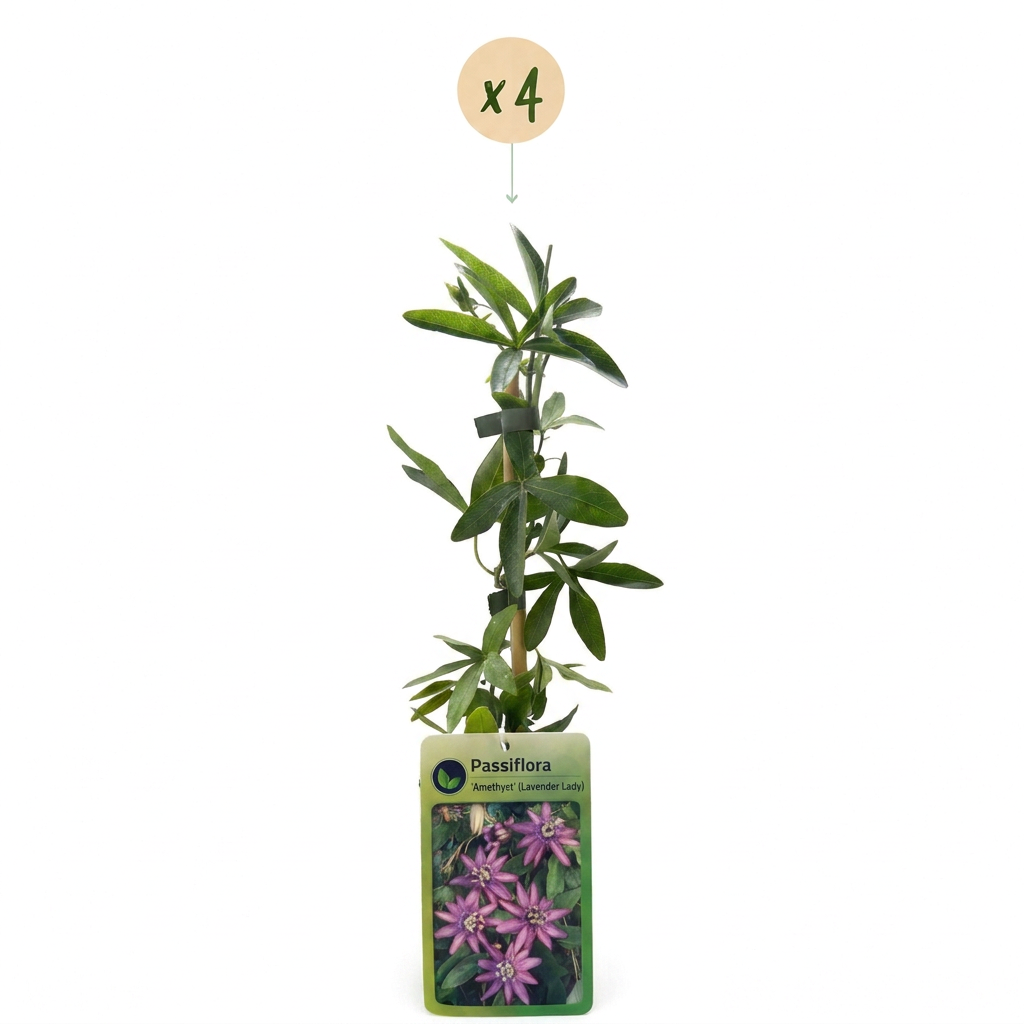 Passiflora 'Lavender Lady' (passiebloem) – paars – 4 planten, Ø9 cm, 35 cm hoog