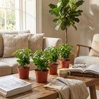 4× Coffea arabica (koffieplant) – Ø12 cm, 25 cm hoog