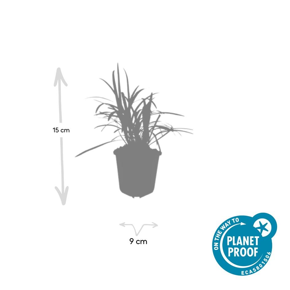 Liriope muscari 'Monroe White' (lily grass) – 6 plants, Ø9 cm, 10–25 cm high – photo 4