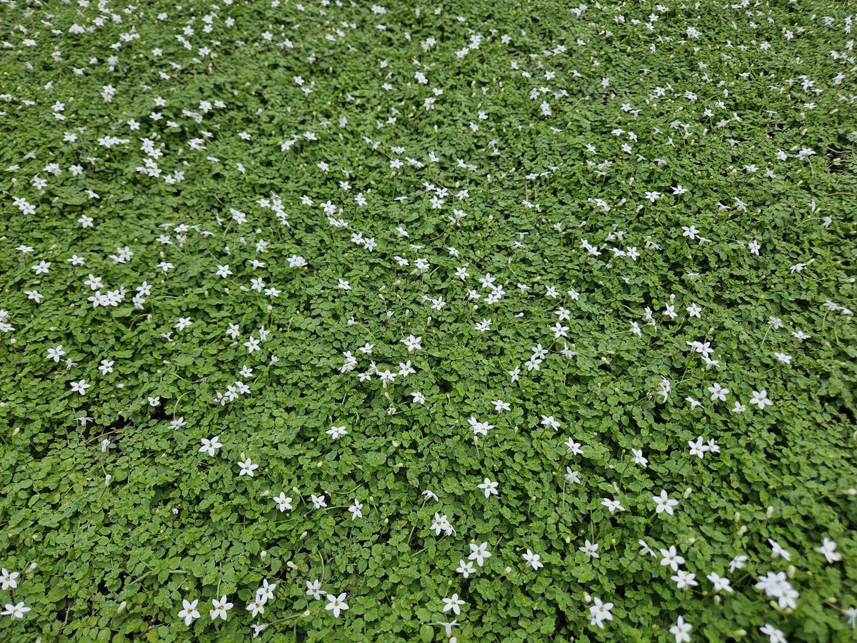 Isotoma fluviatilis 'Alba-' (blaue Teppichpflanze) – 48 Pflanzen, Ø9 cm, 10–25 cm hoch – Bild 7