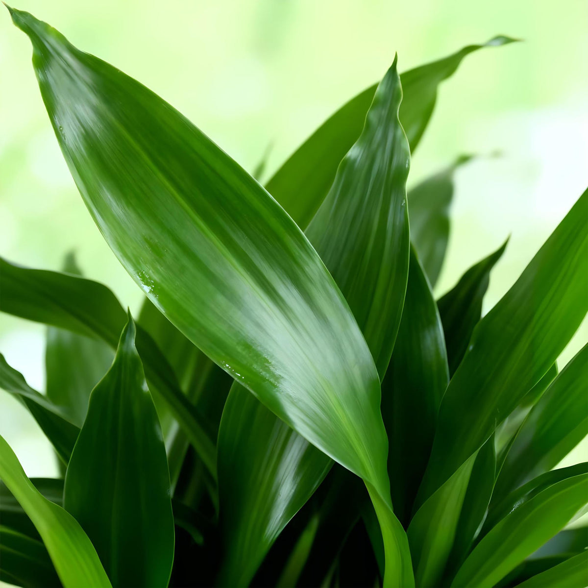 Dracaena fragrans Steudneri (Drachenbaum) – Ø 17 cm, 50–55 cm hoch