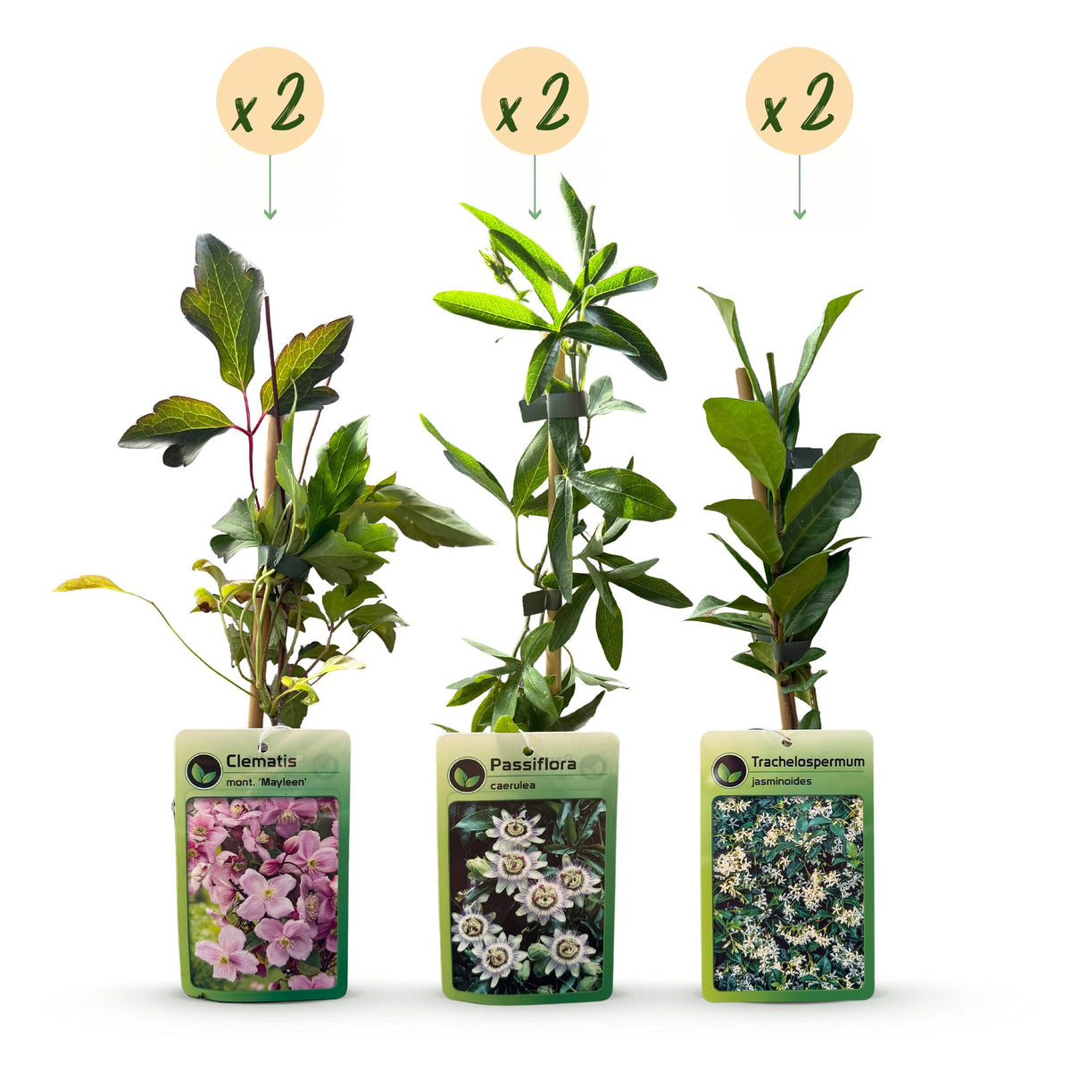 Klimplantenset Driekleurig – lichtroze-wit-paars – 6 planten, Ø9 cm, 35 cm hoog