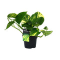 Epipremnum (scindapsus) – Ø12 cm, 25 cm hoch – aureum – Art. 12448