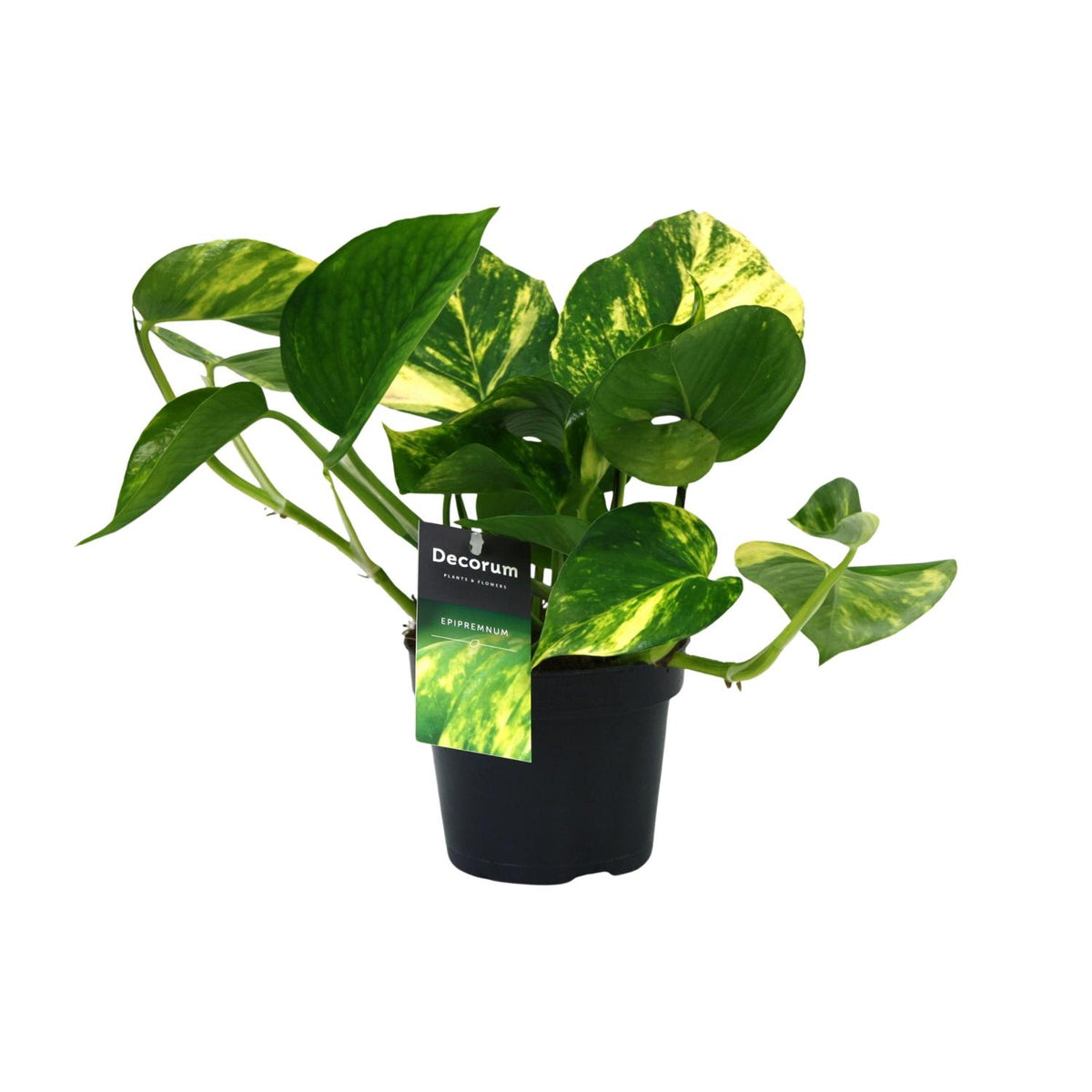 Epipremnum (scindapsus) – Ø12 cm, 25 cm hoog – aureum – art. 12448