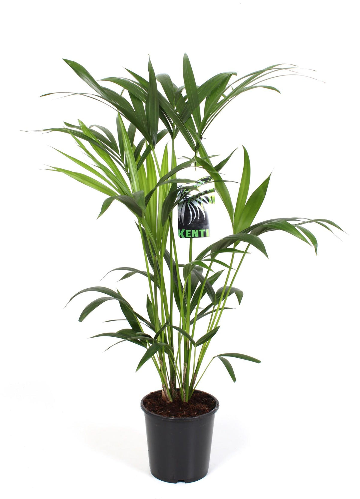 Howea forsteriana (kentipalm) – Ø19 cm, 80 cm hög