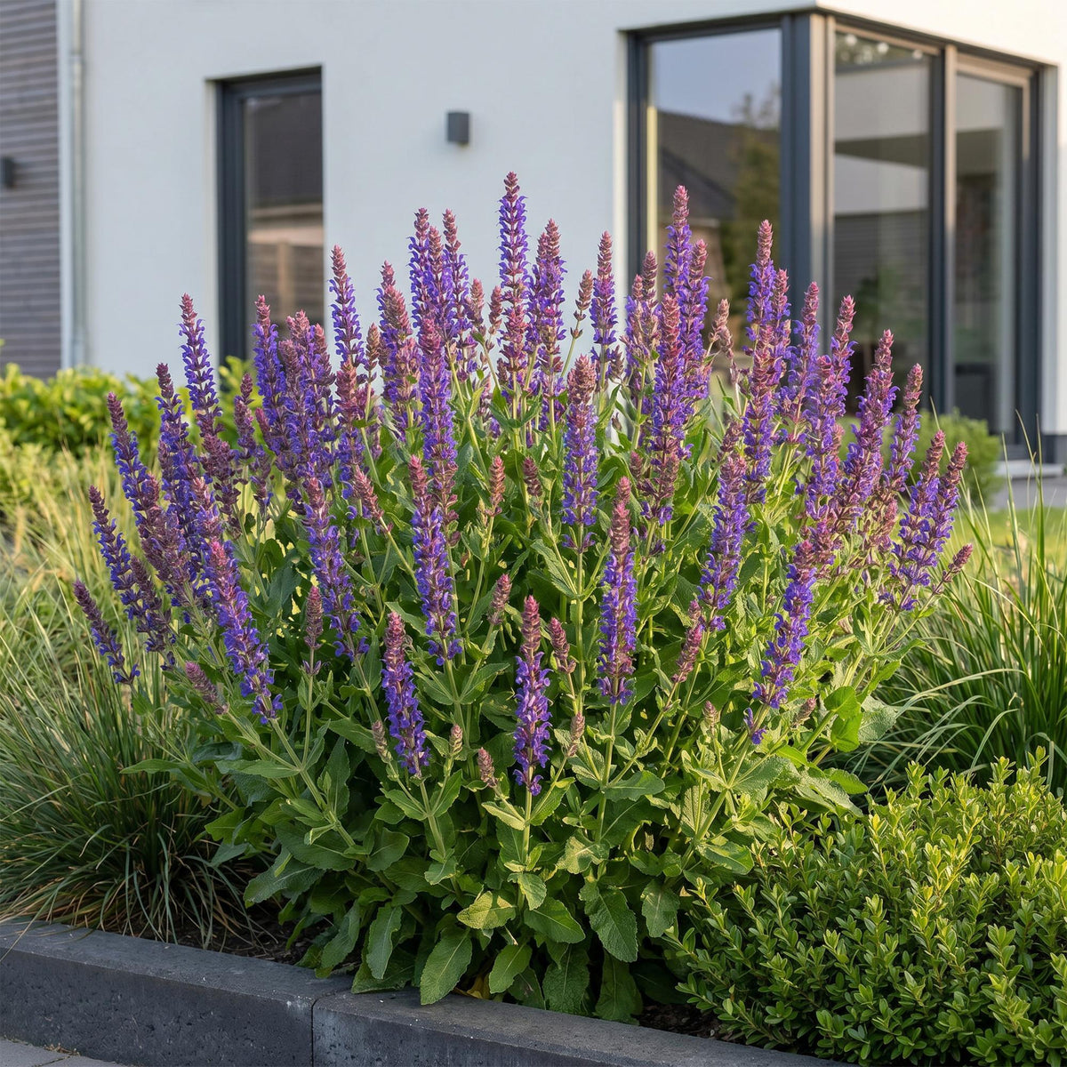 Salvia nemorosa 'Sense Deep Blue' (sage) – purple – 12 plants, Ø11 cm, 15–25 cm high – photo 6