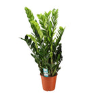 Zamioculcas zamiifolia (Glücksfeder) – Ø 21 cm, 95 cm hoch – Art. 12650
