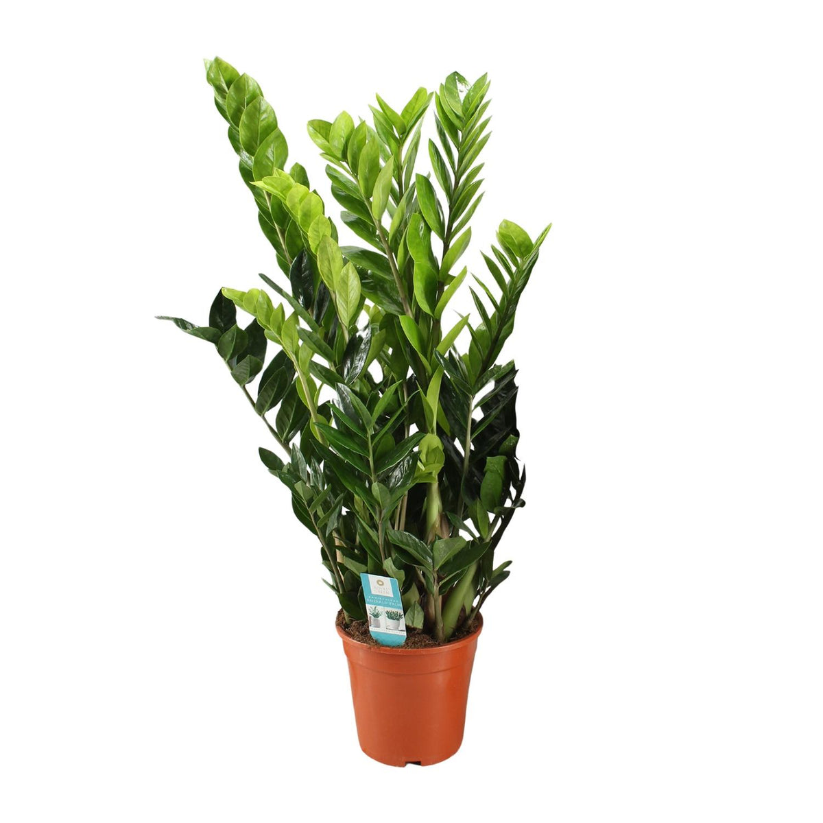 Zamioculcas zamiifolia (zz-plant) – Ø21 cm, 95 cm hoog – art. 12650