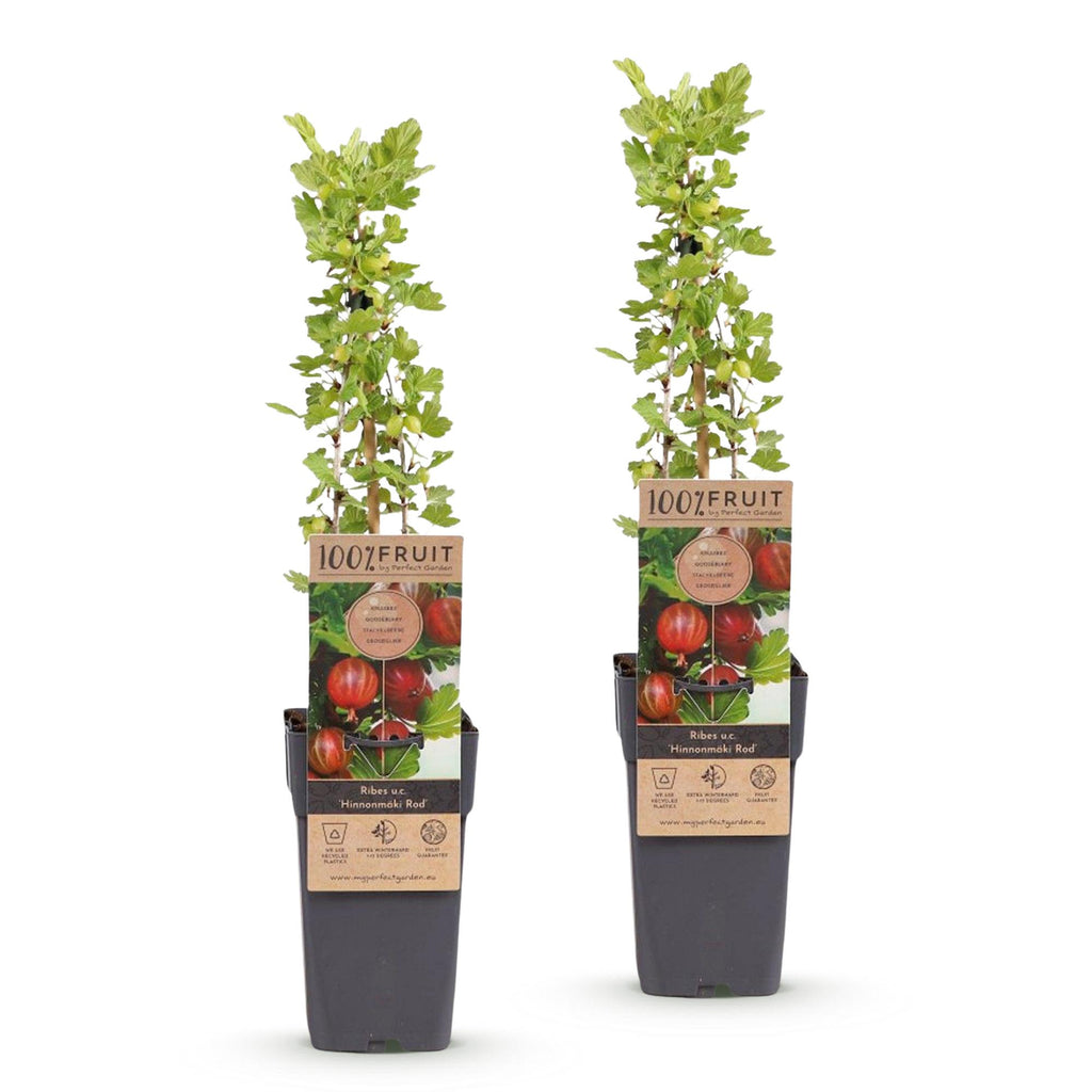 Ribes uva-crispa 'Hinnonmäki Röd' (Stachelbeere) – 2 Pflanzen, Ø15 cm, 50 cm hoch – Bild 2