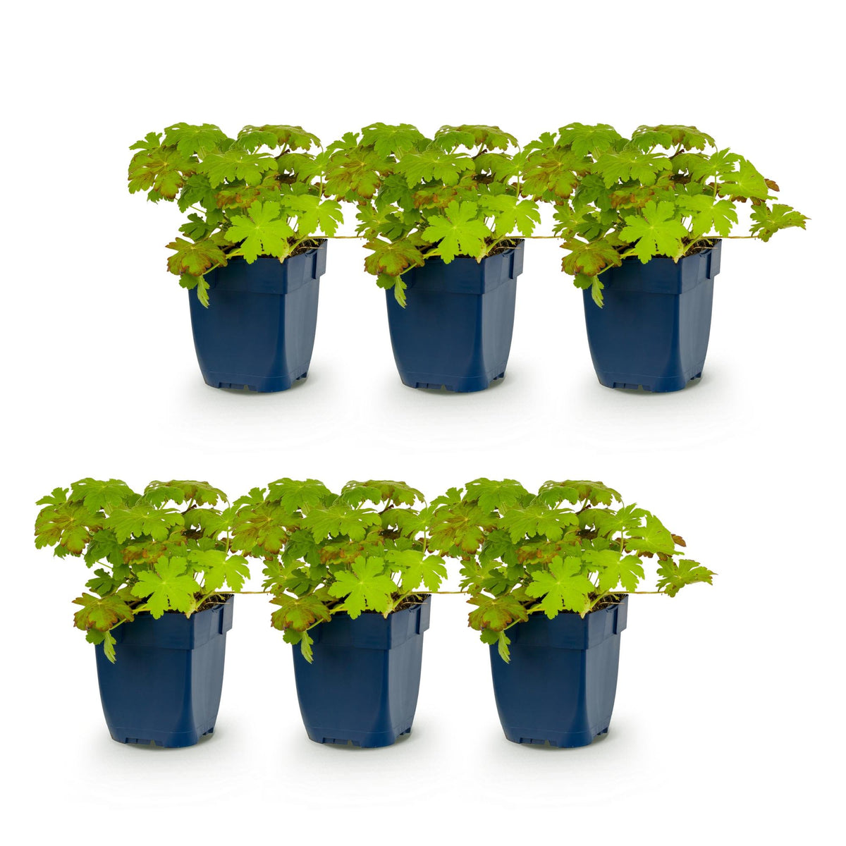Geranium macrorrhizum (géranium vivace) – rose – 6 plantes, Ø11 cm, 15–25 cm de haut – photo 2