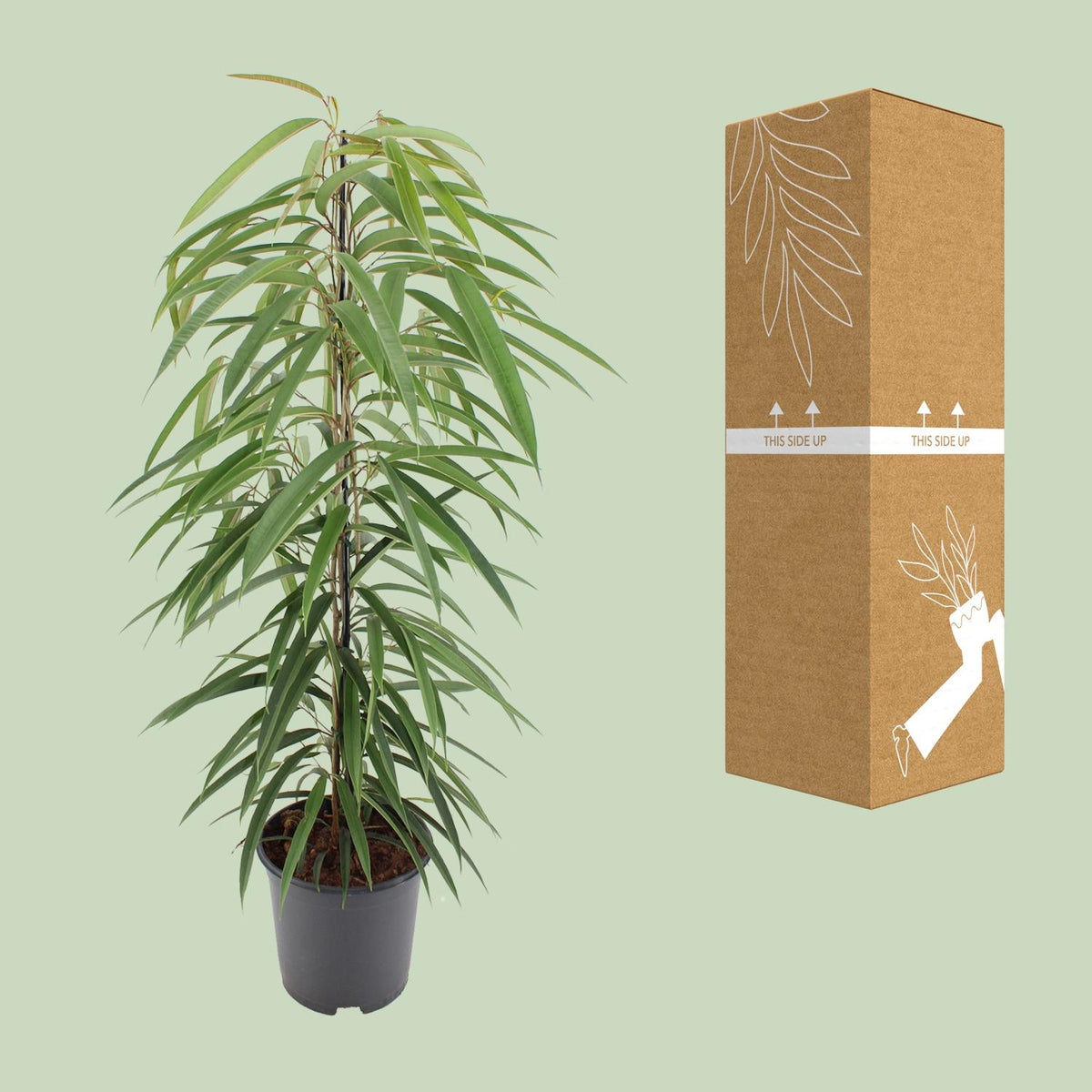 Ficus Binnendijkii Alii – Ø21 cm, 80 cm høj