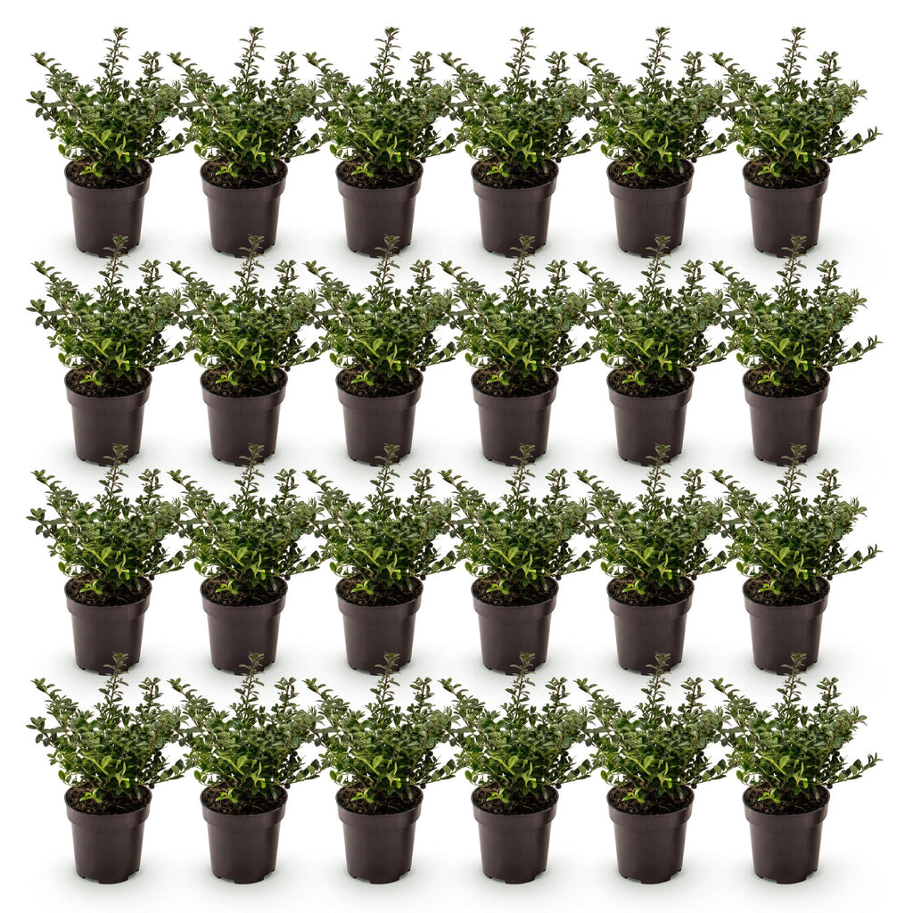 Ilex crenata 'Stokes' (Houx du Japon) – 24 plants, Ø9 cm, 20–30 cm de haut – photo 3