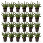 Ilex crenata 'Stokes' (Houx du Japon) – 24 plants, Ø9 cm, 20–30 cm de haut