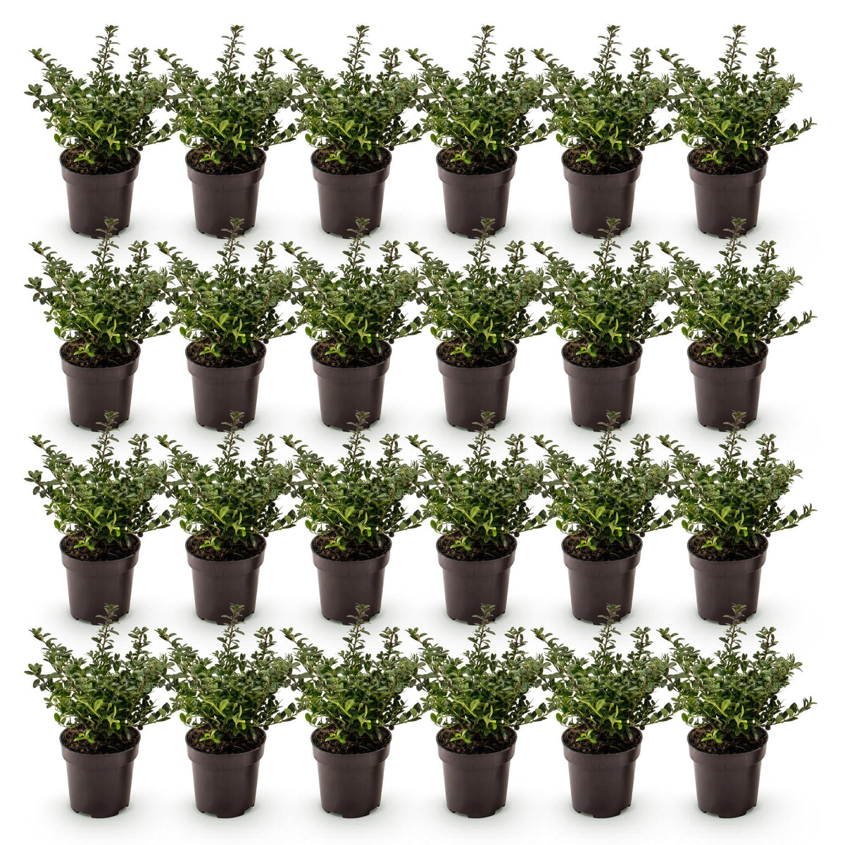 Ilex crenata 'Stokes' (Houx du Japon) – 24 plants, Ø9 cm, 20–30 cm de haut – photo 3