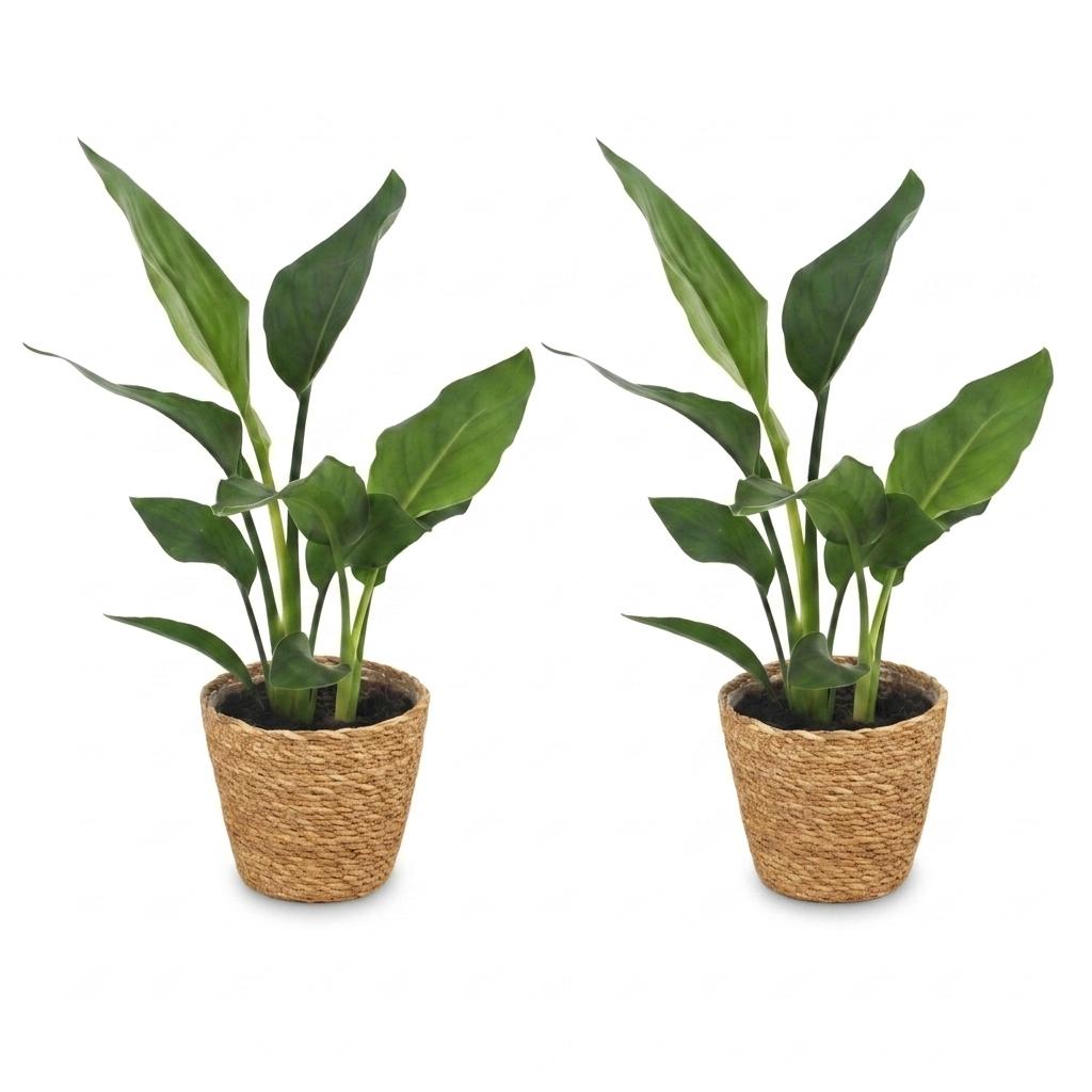 2× Strelitzia reginae (paradisfugleblomst) med kurv – Ø12 cm, 35 cm høj