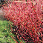 Cornus sibirica (røde grene) – Ø17 cm, 45 cm høj