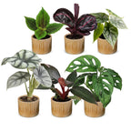 6× Baby Plants Jungle Mix incl. Linnea Honey – Ø6 cm, 10–15 cm tall