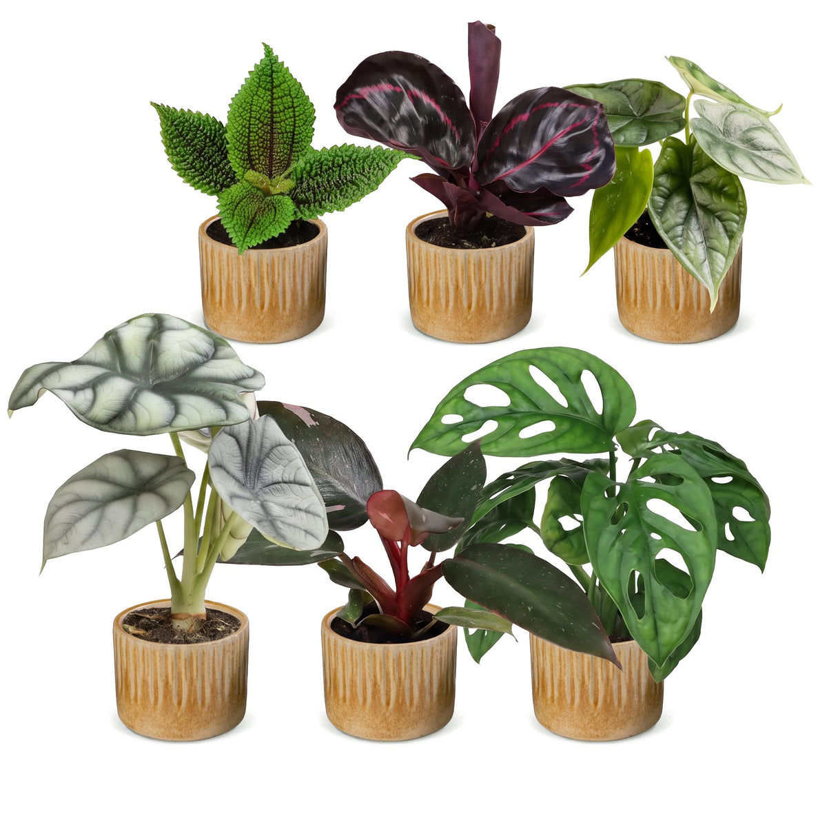 6× jeunes plantes Jungle Mix incl. Linnea Honey – Ø6 cm, 10–15 cm de haut – photo 2