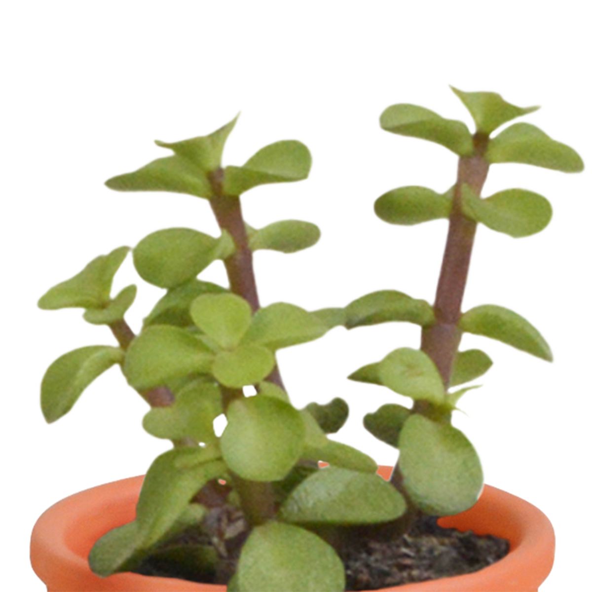 15× Mélange de cactus et plantes grasses (Cactaceae) – Ø6 cm, 13 cm de haut – photo 17
