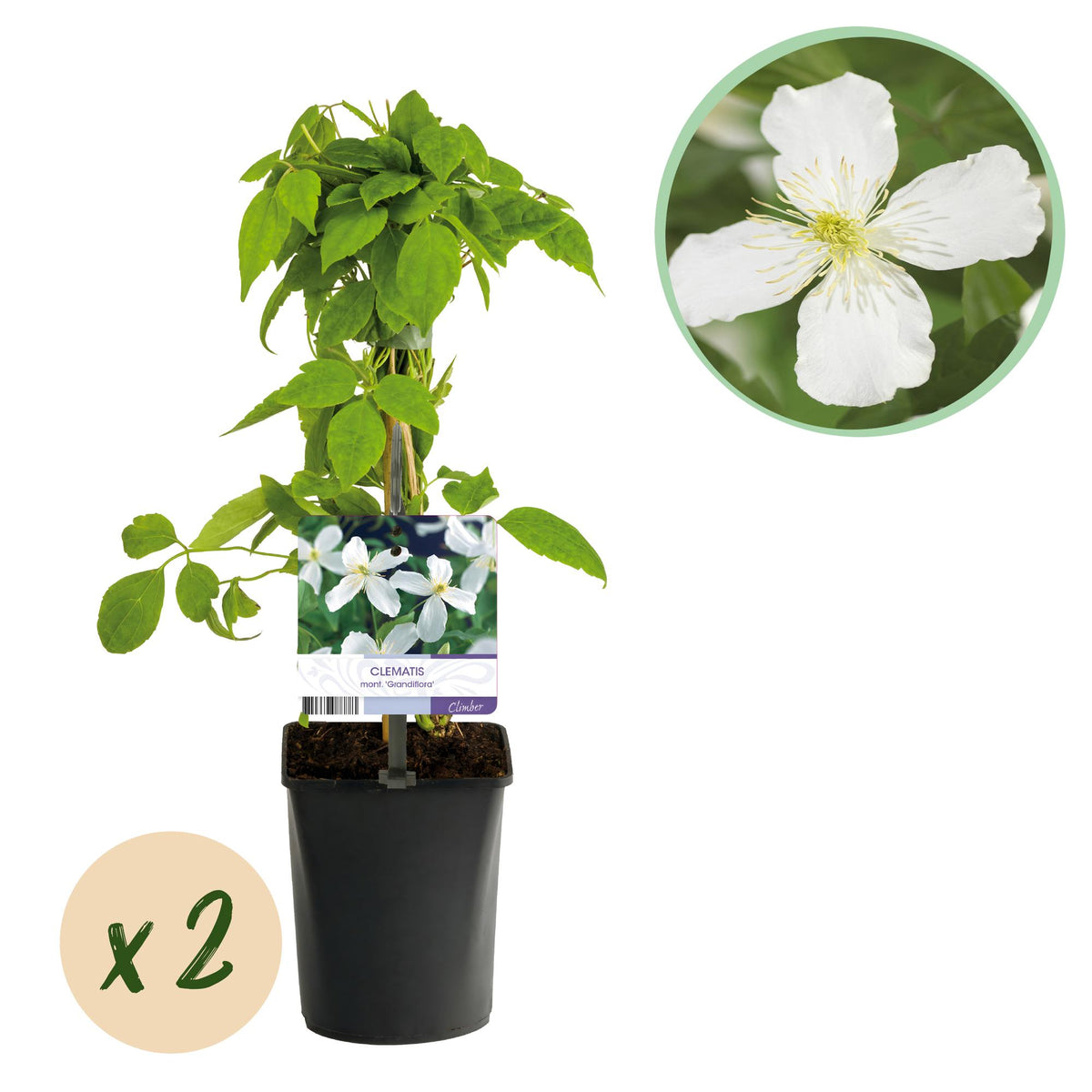 Clematis montana grandiflora (Berg-Waldrebe) – weiß – 2 Pflanzen, Ø 11 cm, 40 cm hoch