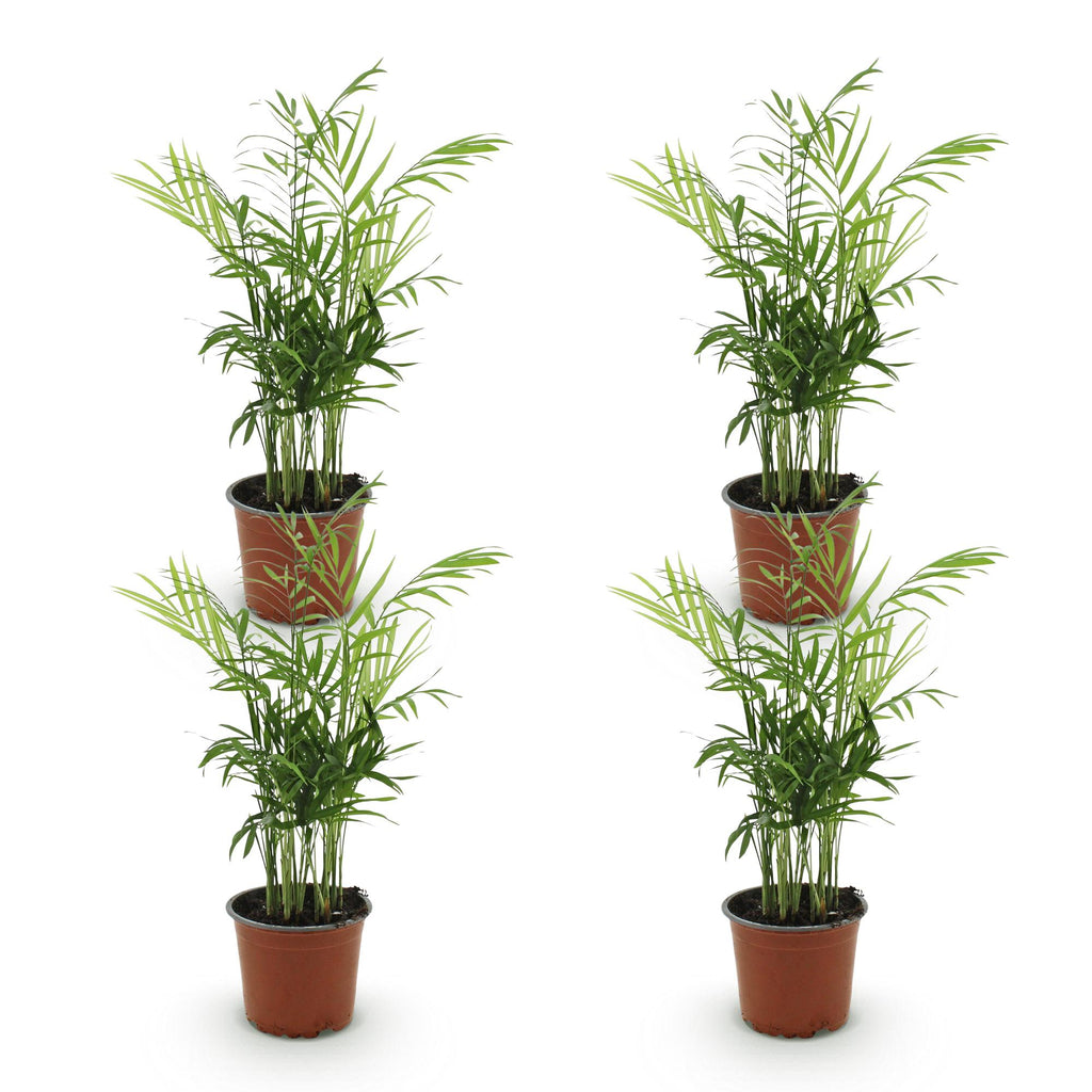 4× Goudpalm (Dypsis) – Ø12 cm, 35–40 cm hoog