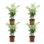 4× Goudpalm (Dypsis) – Ø12 cm, 35–40 cm hoog