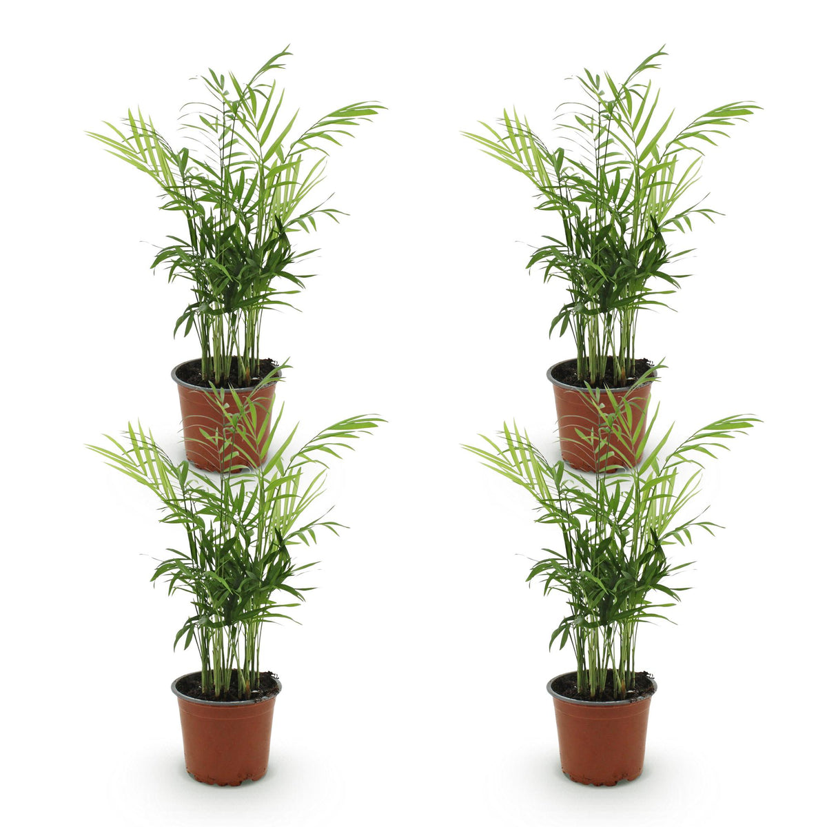 4× Goudpalm (Dypsis) – Ø12 cm, 35–40 cm hoog