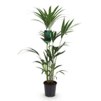 Howea forsteriana (Kentianpalme) – Ø 21 cm, 120–130 cm hoch