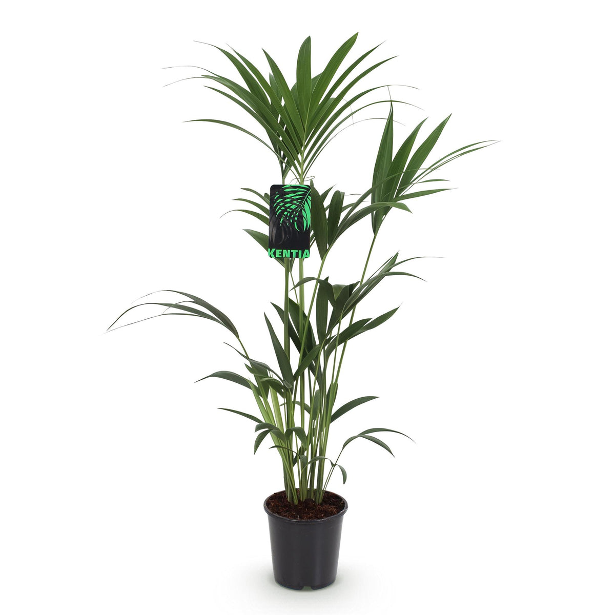 Howea forsteriana (kentipalm) – Ø21 cm, 120–130 cm hög