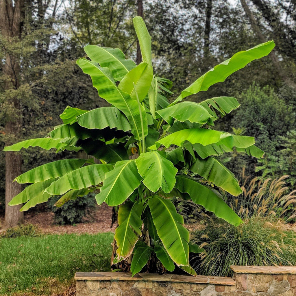 Musa 'Basjoo' (Bananenbaum) – Ø 21 cm, 70–90 cm hoch – Bild 4
