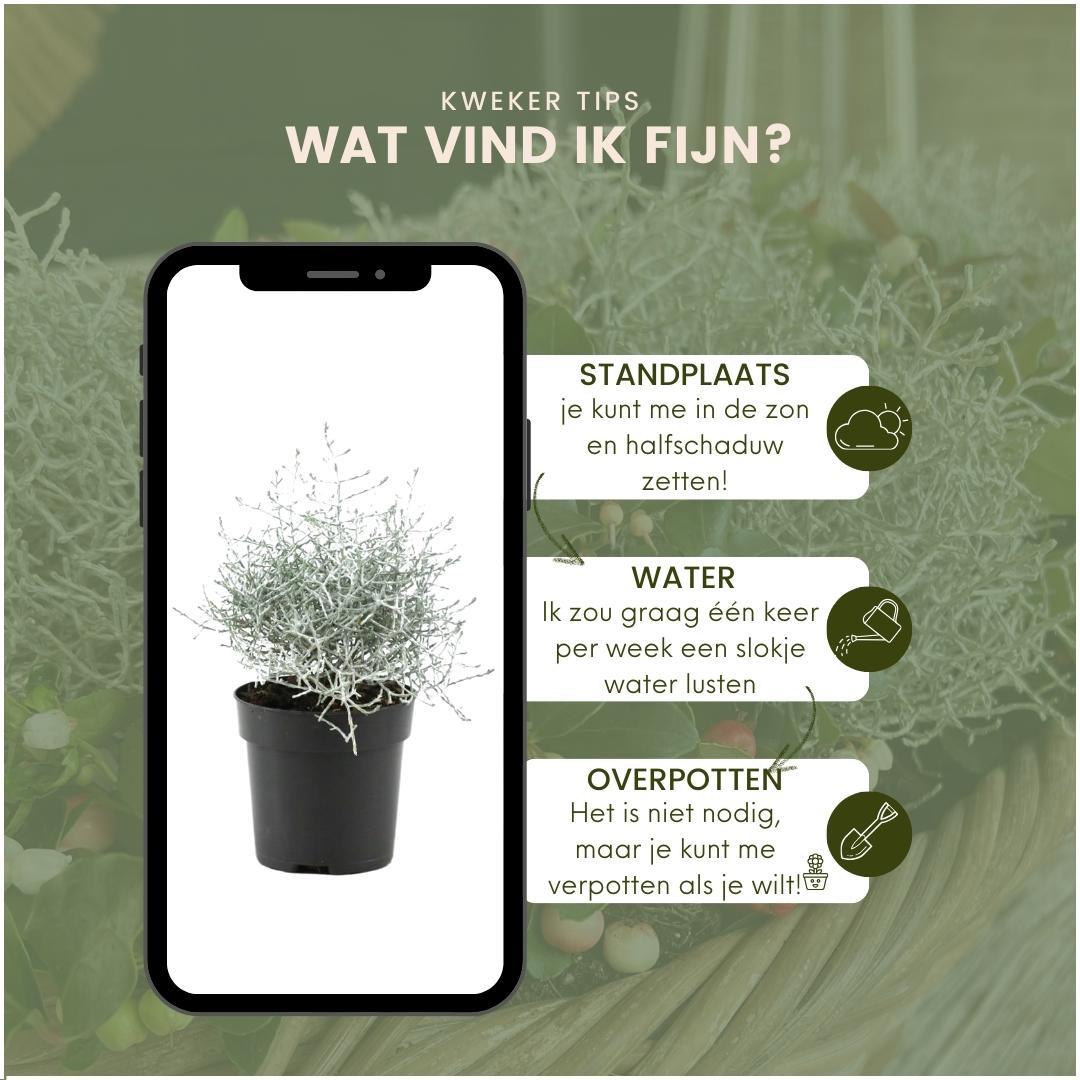 Calocephalus' (zilverstruikje) – 6 planten, 15 cm hoog – bild 5