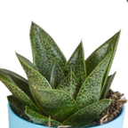 Gasteria/Haworthia mix – Ø6 cm, 16 cm hoog