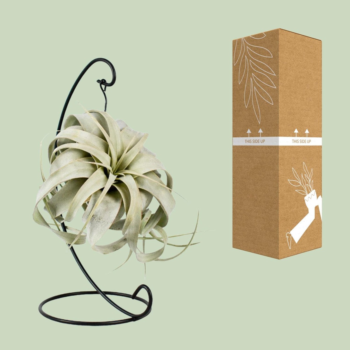 Tillandsia King Xero (Luftpflanze) – Ø 12 cm, 23 cm hoch