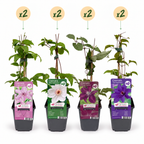 Clematis 'Rainbow' (klematis) – lila-röd-rosa-vit – 8 plantor, Ø 9 cm, 35 cm hög